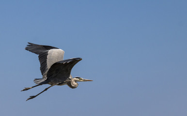 Ardea Alba (Garceta Grande)