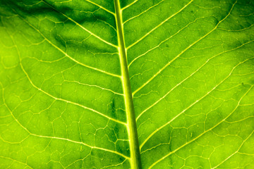 Nice beautiful big green leaf