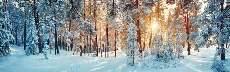 Fotobehang Pijnbomen bedekt met sneeuw op ijzige avond. Prachtig winterpanorama © candy1812