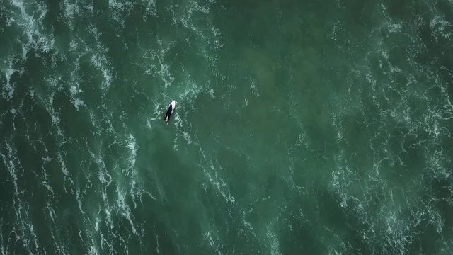 Young surfer girl wearing wetsuit, seeking for waves on a morning surfing session.