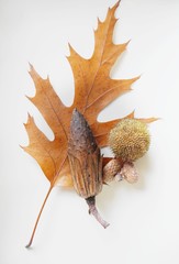 Herbst mit Blatt und Früchten
