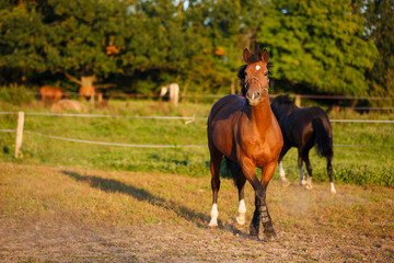 Horse in evening sunlight