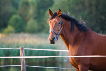Horse in evening sunlight