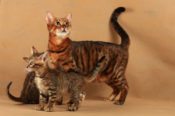 Striped cat of Toyger breed with two kittens