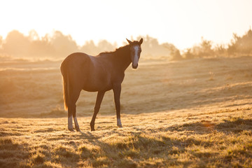 Horse in misty sunlight