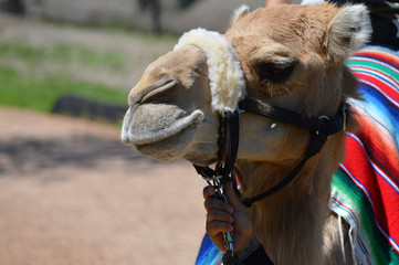 Camel