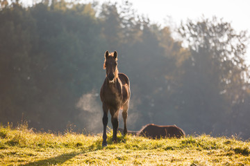 Cute foal in morning sunlight