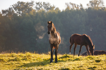 Cute foals in morning sunlight