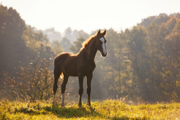 Cute foal in morning sunlight