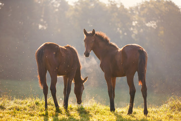 Cute foals in morning sunlight