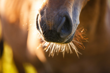 Naklejka premium Nose of horse close-up