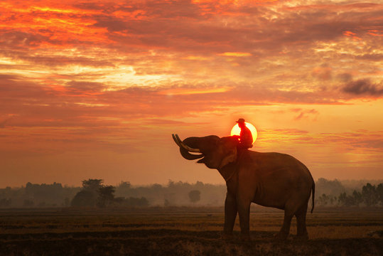Elephant and Man hometown in the field on during sunrise ,Surin Thailand
