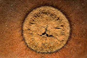 Macro background of an acorn cap inside