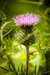 pink thistle