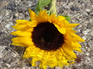 Sonnenblume im Wasser
