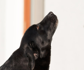 Black Labrador dog, head in detail