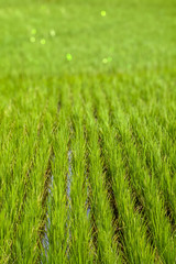 Paddy field