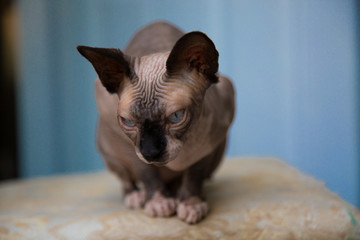 Cute canadian sphinx hairless cat resting alone background 