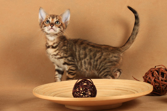 A small kitten of breed Toyger looks up near a plate with wooden balls
