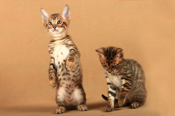 Two small kittens of the breed Toyger. One kitten stood on its hind legs.