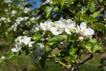 Apple blossom on apple tree