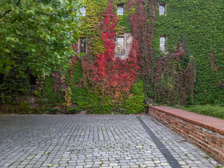 Wall surrounded by colorful ivy plants