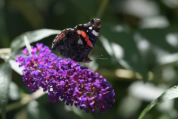 Vanessa atalanta with flower