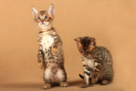 Two small kittens of the breed Toyger. One kitten stood on its hind legs.