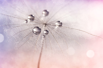 Silver droplets of dew on a dandelion.Selective focus. Dandelion on a multi-colored neyunom background.