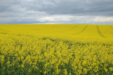 Fototapeta premium Rape field with dark cloudy sky