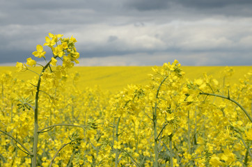 Obraz premium Rape field with dark cloudy sky