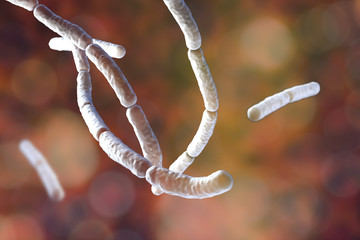 Bacillus subtilis, gram-positive bacteria, non-pathogenic for humans, used as fungicides on plants and in biotechnology for antibiotic production. 3D illustration - obrazy, fototapety, plakaty