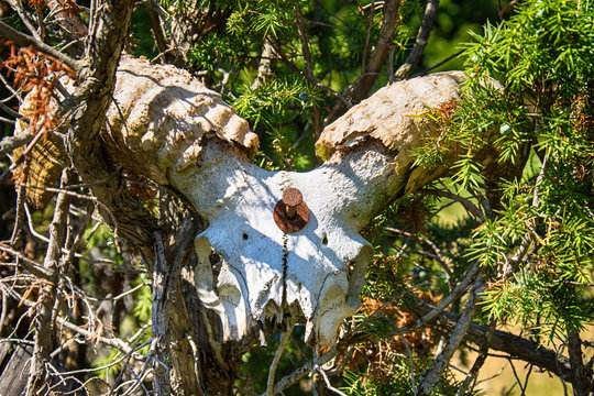 skull ram