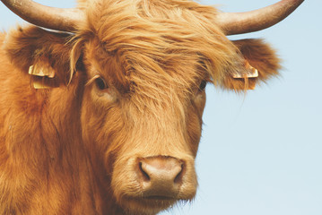 Vache Highland - 175386232