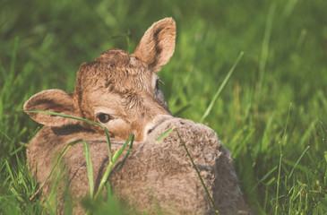 Veau
