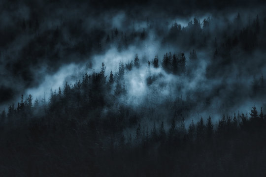 Fototapeta dark scary forest with fog