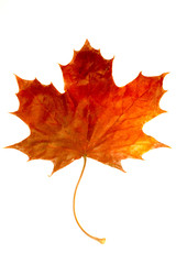 Fototapeta premium Maple leaf