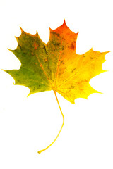 Maple leaf