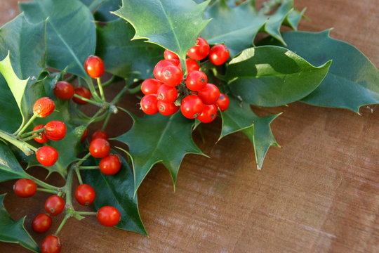 houx frais,feuilles et boules rouges,symbole de noël 