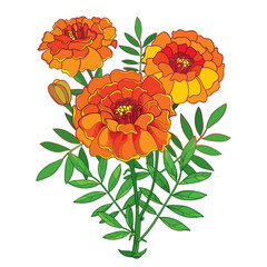 Vector bouquet with orange Tagetes or Marigold flower, bud and green leaf isolated on white background. Ornate Marigold flowers in contour style for summer design or Mexican Day of the dead.