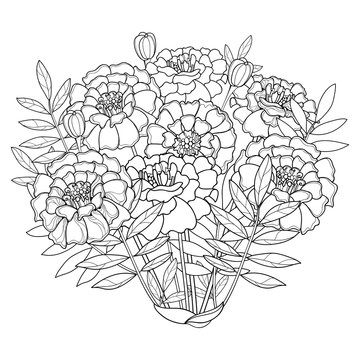 Vector bouquet with Tagetes or Marigold flower, bud and leaf in black isolated on white background. Ornate Tagetes flowers in contour style for summer design, coloring book, Mexican Day of the dead.