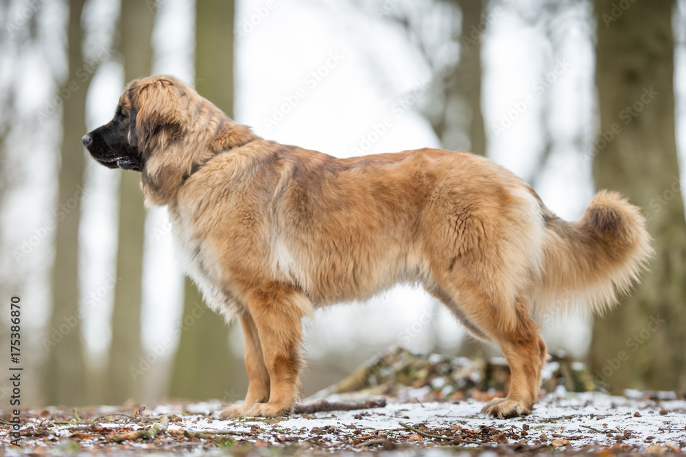 Wall mural Leonberger dog