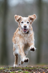 Golden retriever dog