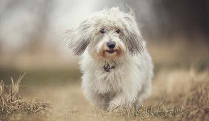 Coton de Tulear dog