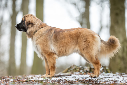 Leonberger dog