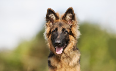 German shepherd dog