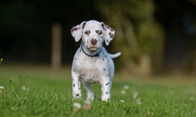 Dalmatian dog puppy © Mikkel Bigandt