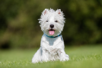 West highland white terrier dog
