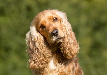 Cocker spaniel dog