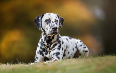 Dalmatian dog in autumn - obrazy, fototapety, plakaty